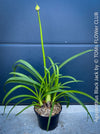 Agapanthus Africanus Black Jack, organically grown and potted in self-mixed garden substrate at TOMs FLOWer CLUB.