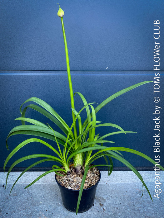 Agapanthus Africanus Black Jack, organically grown and potted in self-mixed garden substrate at TOMs FLOWer CLUB.