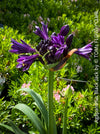 Stunning flowers of Agapanthus Africanus Black Jack, organically grown and potted in self-mixed garden substrate at TOMs FLOWer CLUB.
