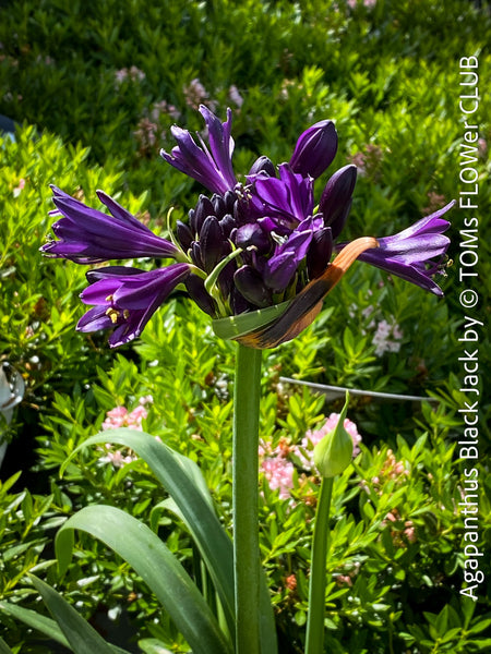 Stunning flowers of Agapanthus Africanus Black Jack, organically grown and potted in self-mixed garden substrate at TOMs FLOWer CLUB.