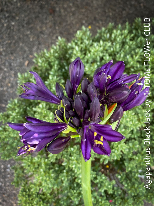 Flower detail of Agapanthus Africanus Black Jack, organically grown and potted in self-mixed garden substrate at TOMs FLOWer CLUB.
