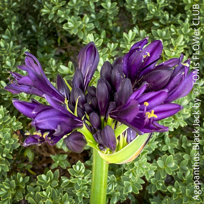 Agapanthus Africanus Black Jack, organically grown and potted in self-mixed garden substrate at TOMs FLOWer CLUB.