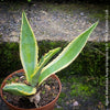 Potted Agave Americana Variegata plant with green leaves on a stone surface; organically grown succulents for sale at TOMs FLOWer CLUB. 