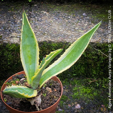 Potted Agave Americana Variegata plant with green leaves on a stone surface; organically grown succulents for sale at TOMs FLOWer CLUB. 