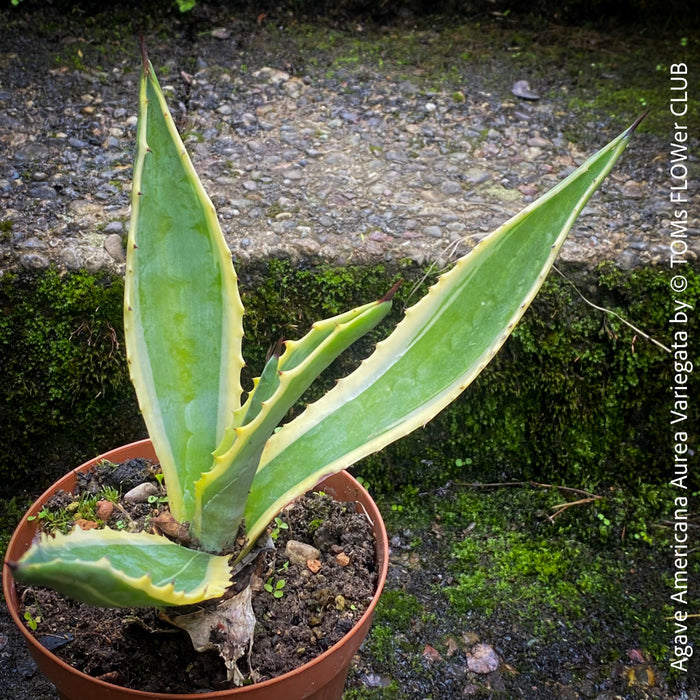 Potted Agave Americana Variegata plant with green leaves on a stone surface; organically grown succulents for sale at TOMs FLOWer CLUB. 