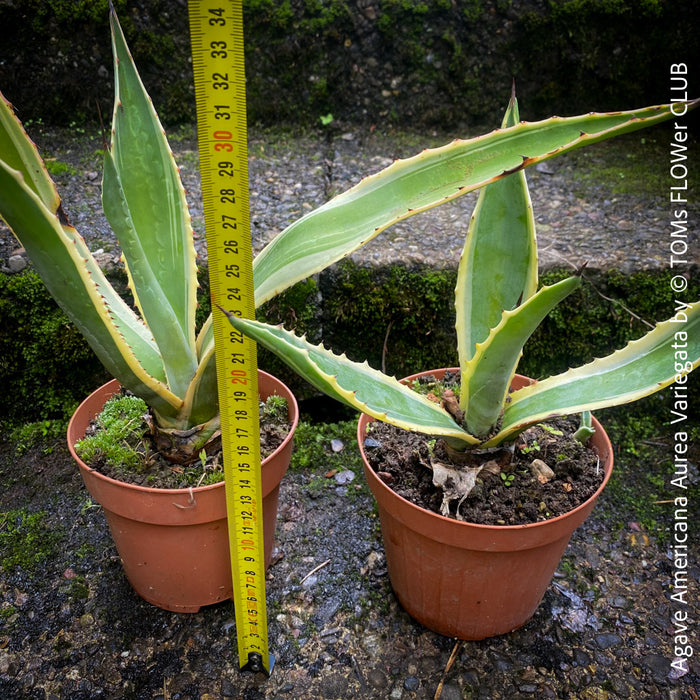 Potted Agave Americana Variegata plant with green leaves on a stone surface; organically grown succulents for sale at TOMs FLOWer CLUB. 