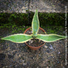 Potted Agave Americana Variegata plant with green leaves on a stone surface; organically grown succulents for sale at TOMs FLOWer CLUB. 