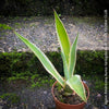 Potted Agave Americana Variegata plant with green leaves on a stone surface; organically grown succulents for sale at TOMs FLOWer CLUB. 