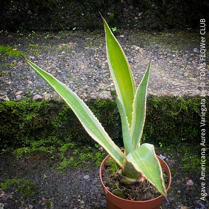 Potted Agave Americana Variegata plant with green leaves on a stone surface; organically grown succulents for sale at TOMs FLOWer CLUB. 