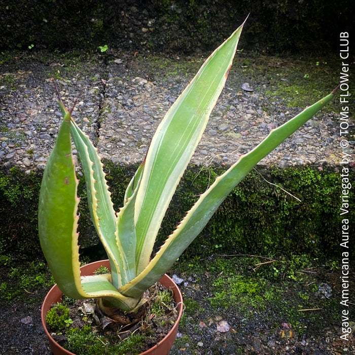 Agave Americana Aurea Variegata by TOMs FLOWer CLUB, variegata, variegated plants, Sukkulenten Pflanzen