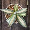 Agave Americana Mediopicta Alba, sun loving succulent plants for sale by TOMs FLOWer CLUB