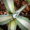 Agave Americana Mediopicta Alba, sun loving succulent plants for sale by TOMs FLOWer CLUB