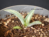 Agave Americana Mediopicta Alba, sun loving succulent plants for sale by TOMs FLOWer CLUB