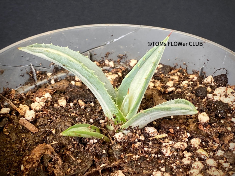 Agave Americana Mediopicta Alba, sun loving succulent plants for sale by TOMs FLOWer CLUB