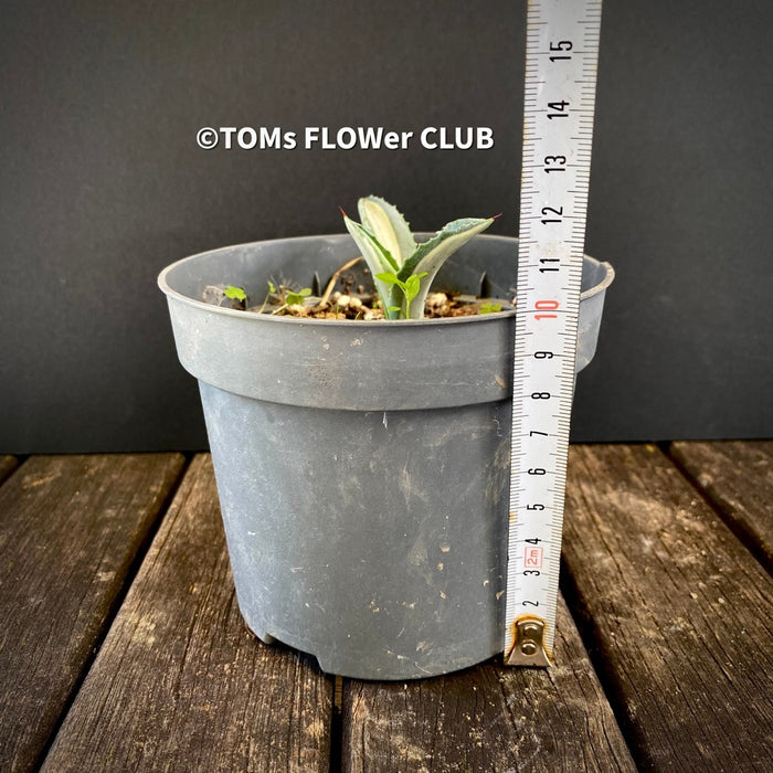 Agave Americana Mediopicta Alba, sun loving succulent plants for sale by TOMs FLOWer CLUB