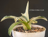 Agave Americana Mediopicta Alba, sun loving succulent plants for sale by TOMs FLOWer CLUB