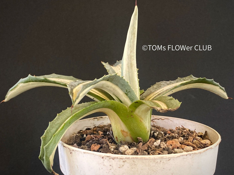 Agave Americana Mediopicta Alba, sun loving succulent plants for sale by TOMs FLOWer CLUB