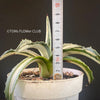 Agave Americana Mediopicta Alba, sun loving succulent plants for sale by TOMs FLOWer CLUB