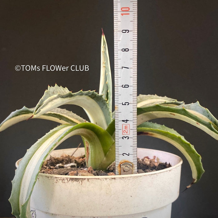 Agave Americana Mediopicta Alba, sun loving succulent plants for sale by TOMs FLOWer CLUB