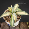 Agave Americana Mediopicta Alba, sun loving succulent plants for sale by TOMs FLOWer CLUB