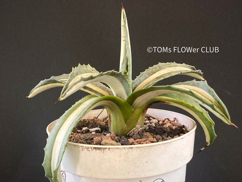 Agave Americana Mediopicta Alba, sun loving succulent plants for sale by TOMs FLOWer CLUB