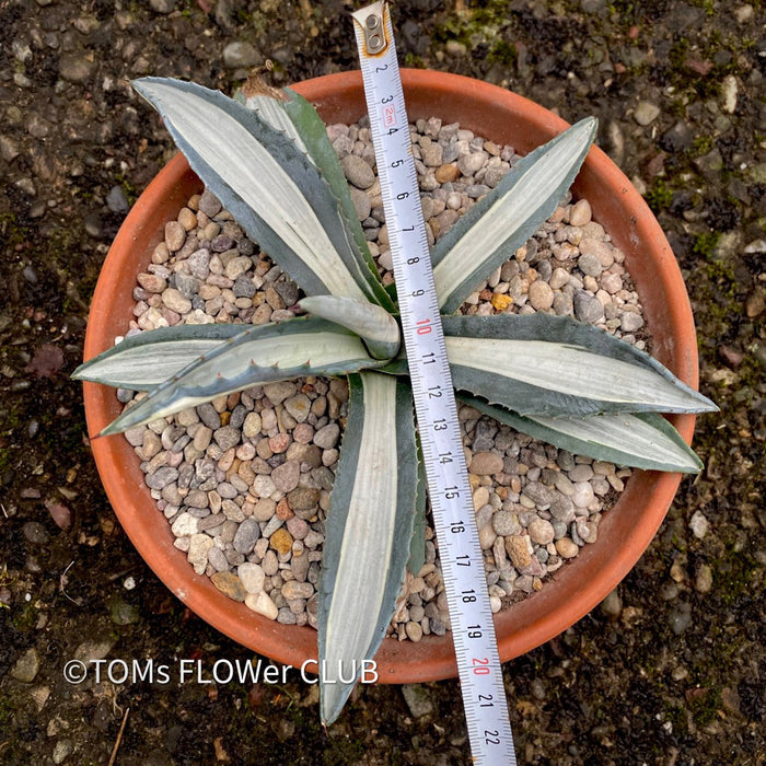 Agave Americana Mediopicta Alba, sun loving succulent plants for sale by TOMs FLOWer CLUB