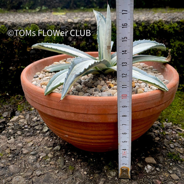 Agave Americana Mediopicta Alba, sun loving succulent plants for sale by TOMs FLOWer CLUB