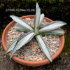 Agave Americana Mediopicta Alba, sun loving succulent plants for sale by TOMs FLOWer CLUB