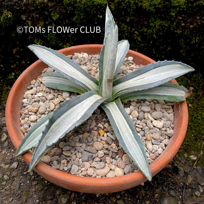 Agave Americana Mediopicta Alba, sun loving succulent plants for sale by TOMs FLOWer CLUB