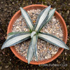 Agave Americana Mediopicta Alba, sun loving succulent plants for sale by TOMs FLOWer CLUB