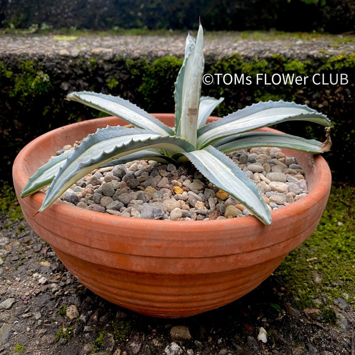 Agave Americana Mediopicta Alba, sun loving succulent plants for sale by TOMs FLOWer CLUB