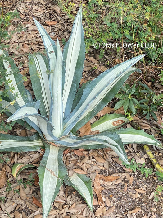 Agave Americana Mediopicta Alba, sun loving succulent plants for sale by TOMs FLOWer CLUB