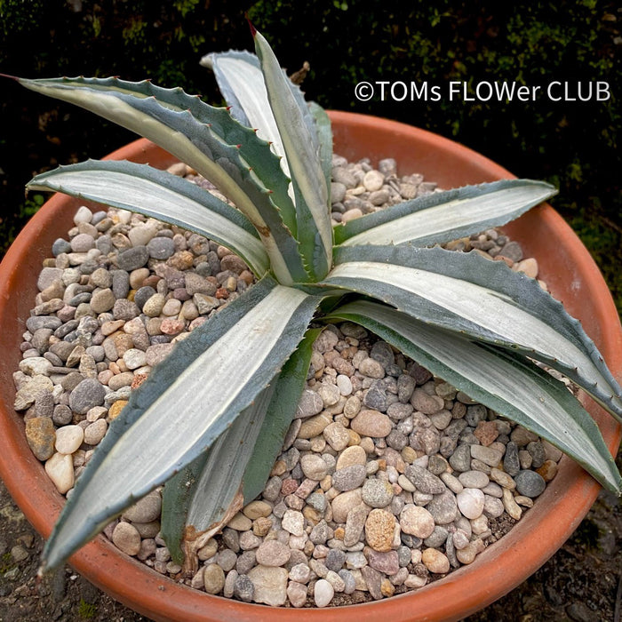 Agave Americana Mediopicta Alba, sun loving succulent plants for sale by TOMs FLOWer CLUB