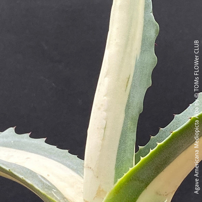 Agave Americana Mediopicta Alba, sun loving succulent plants for sale by TOMs FLOWer CLUB