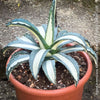 Agave Americana Mediopicta Alba, sun loving low maintenance succulent plants for sale by TOMs FLOWer CLUB.