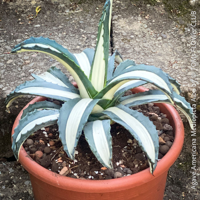 Agave Americana Mediopicta Alba, sun loving low maintenance succulent plants for sale by TOMs FLOWer CLUB.