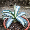 Agave Americana Mediopicta Alba, sun loving low maintenance succulent plants for sale by TOMs FLOWer CLUB.