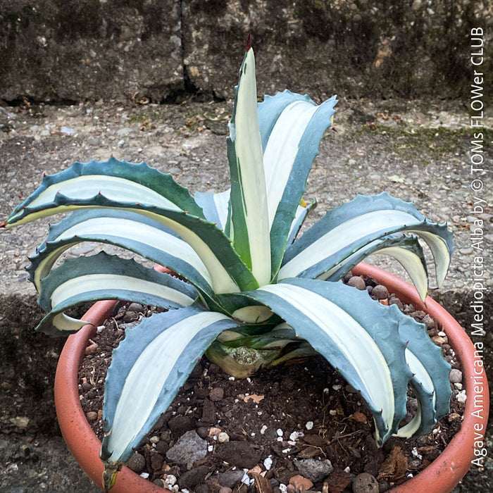 Agave Americana Mediopicta Alba, sun loving low maintenance succulent plants for sale by TOMs FLOWer CLUB.