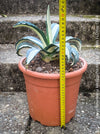 Agave Americana Mediopicta Alba, sun loving low maintenance succulent plants for sale by TOMs FLOWer CLUB.