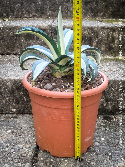 Agave Americana Mediopicta Alba, sun loving low maintenance succulent plants for sale by TOMs FLOWer CLUB.