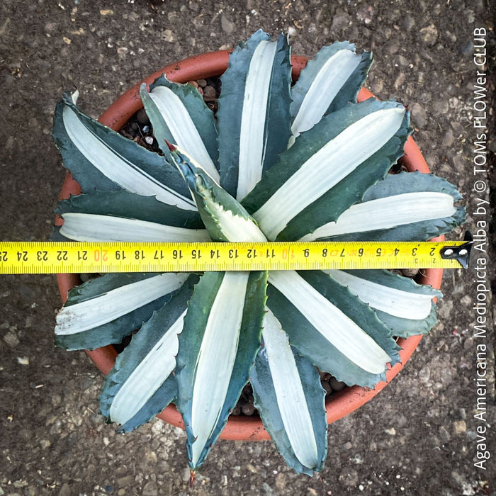 Agave Americana Mediopicta Alba, sun loving low maintenance succulent plants for sale by TOMs FLOWer CLUB.