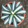 Agave Americana Mediopicta Alba, sun loving low maintenance succulent plants for sale by TOMs FLOWer CLUB.
