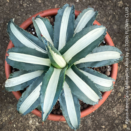 Agave Americana Mediopicta Alba, sun loving low maintenance succulent plants for sale by TOMs FLOWer CLUB.