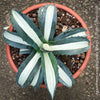 Agave Americana Mediopicta Alba, sun loving low maintenance succulent plants for sale by TOMs FLOWer CLUB.