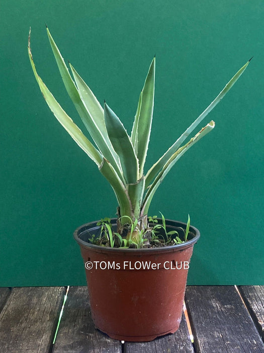 sansevieria angustifolia Agave Angustifolia Marginata | organically grown succulent plants for sale