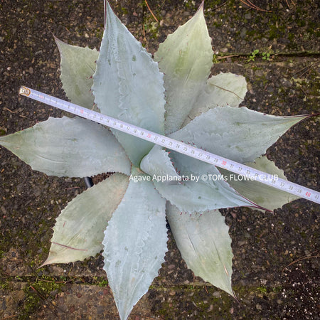 Agave Applanata, hardy agave, winterharte Agave, winterharte Sukkulente, sun loving plants for sale at TOMs FLOWer CLUB.