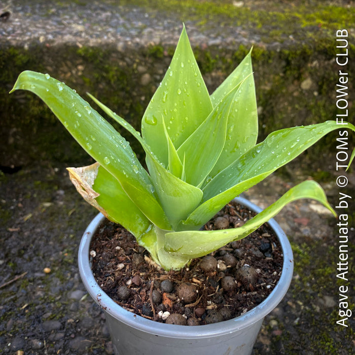 Agave Attenuata, Dragon Agave, sun loving and low maintenance succulent plants for sale by TOMs FLOWer CLUB