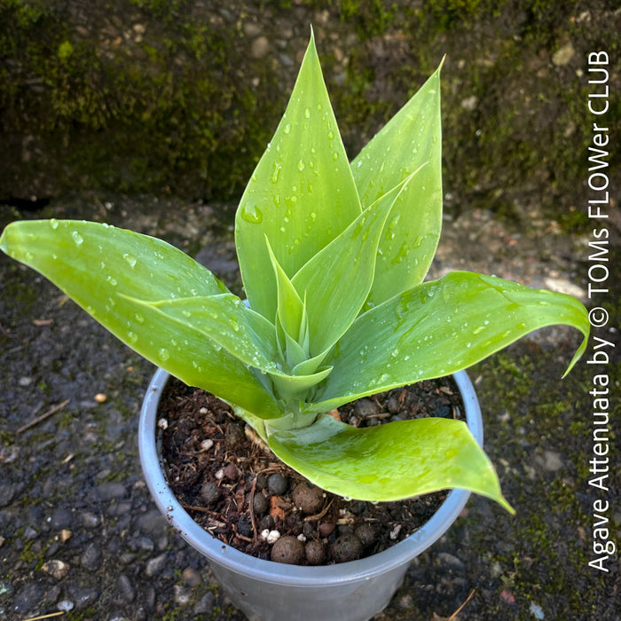 Agave Attenuata, Dragon Agave, sun loving and low maintenance succulent plants for sale by TOMs FLOWer CLUB