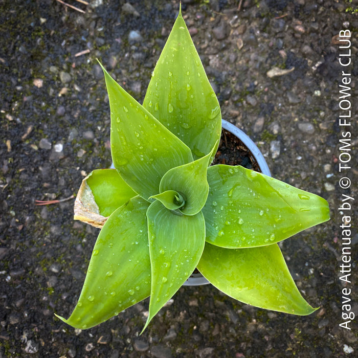 Agave Attenuata, Dragon Agave, sun loving and low maintenance succulent plants for sale by TOMs FLOWer CLUB