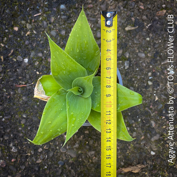 Agave Attenuata, Dragon Agave, sun loving and low maintenance succulent plants for sale by TOMs FLOWer CLUB
